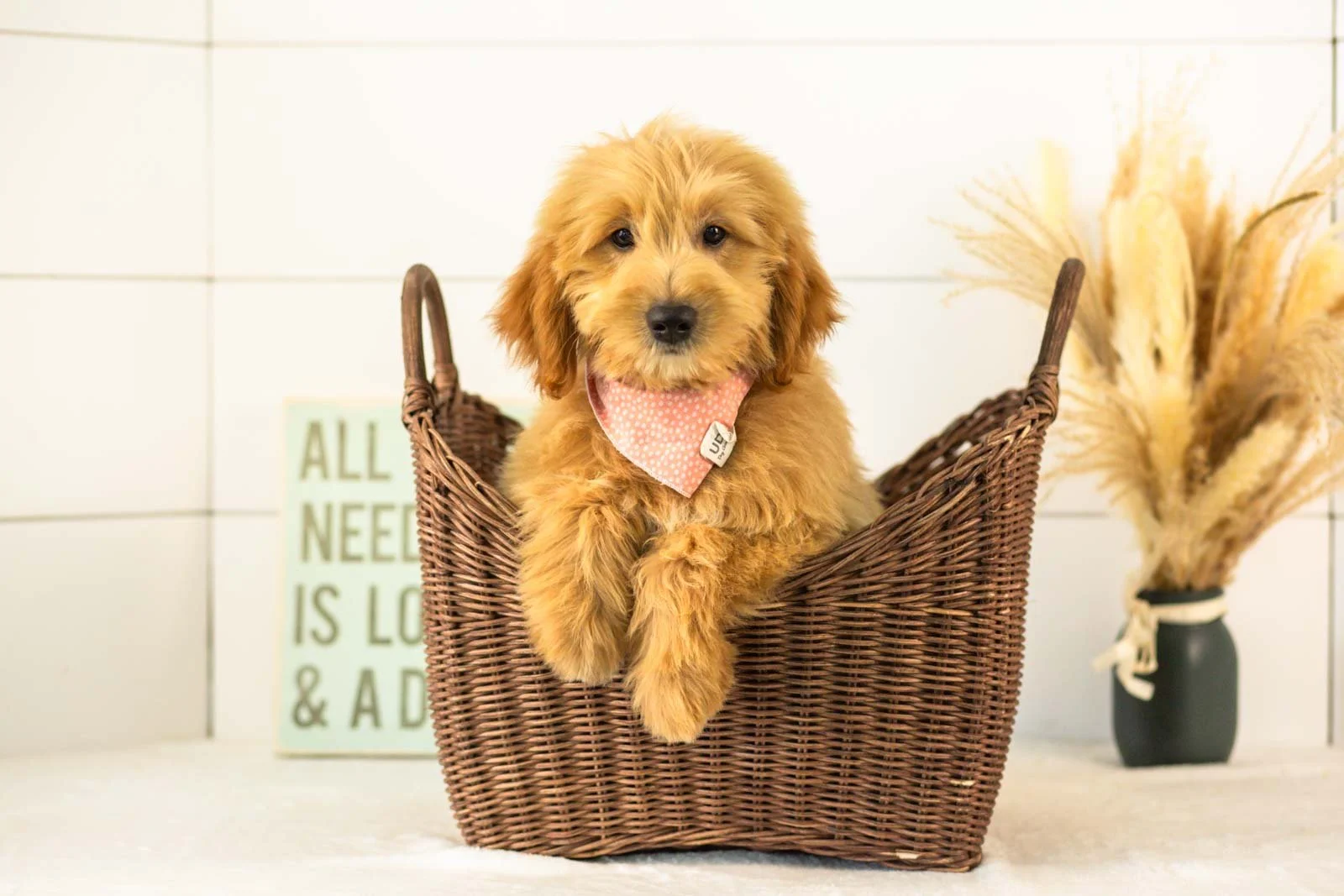 Ethan goldendoodle for sale(1).jpg