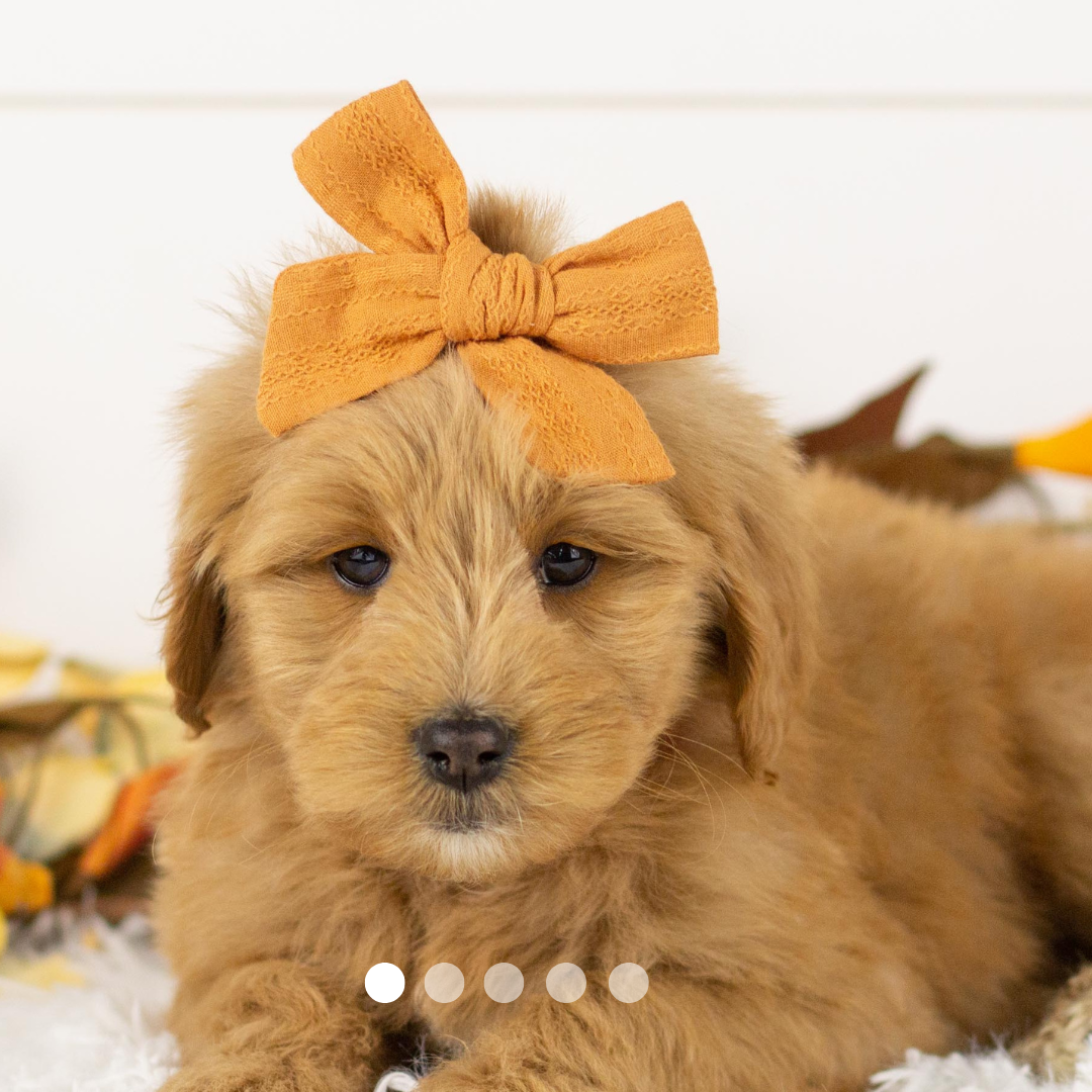 Copy of FBP Design.png