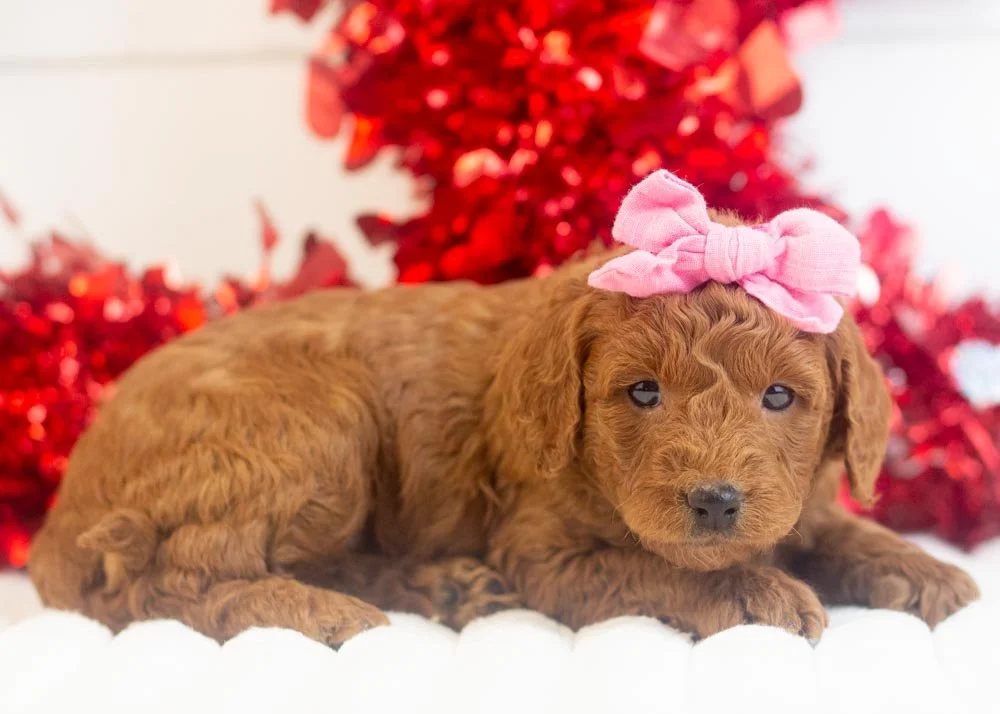 Leah goldendoodle for sale(1).jpg