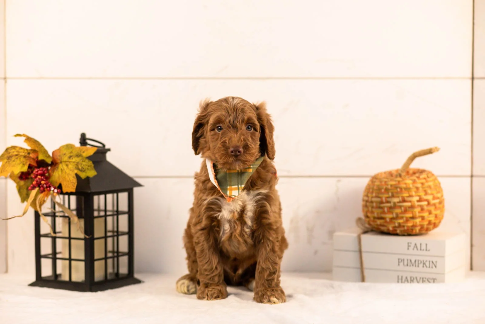 Ozark goldendoodle for sale 4.jpg