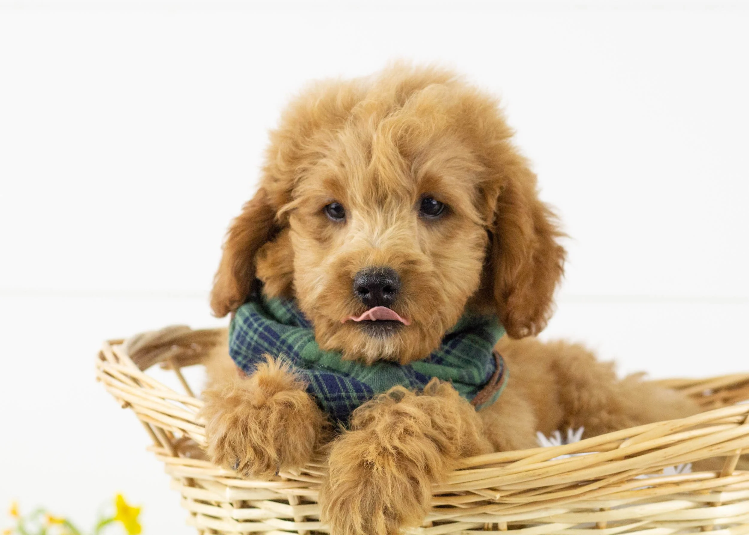 Leo goldendoodle for sale.jpg
