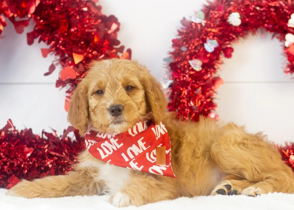 Pecan goldendoodle for sale(4).jpg