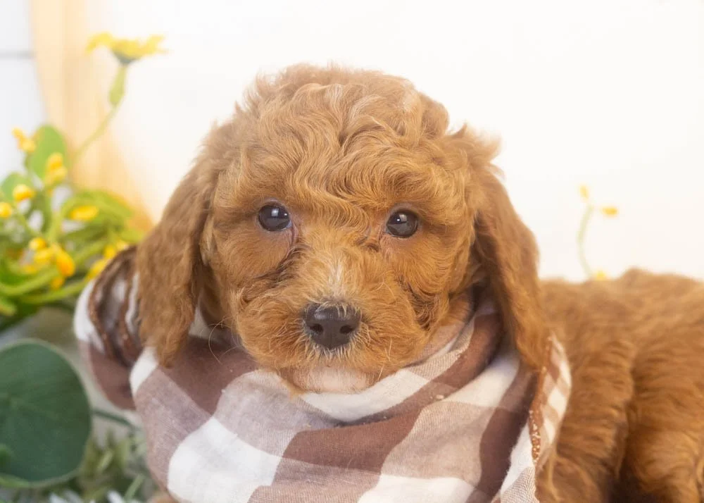 ford goldendoodle for sale(2).jpg