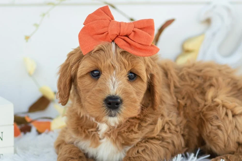 Strawberry goldendoodle for sale(1).jpg