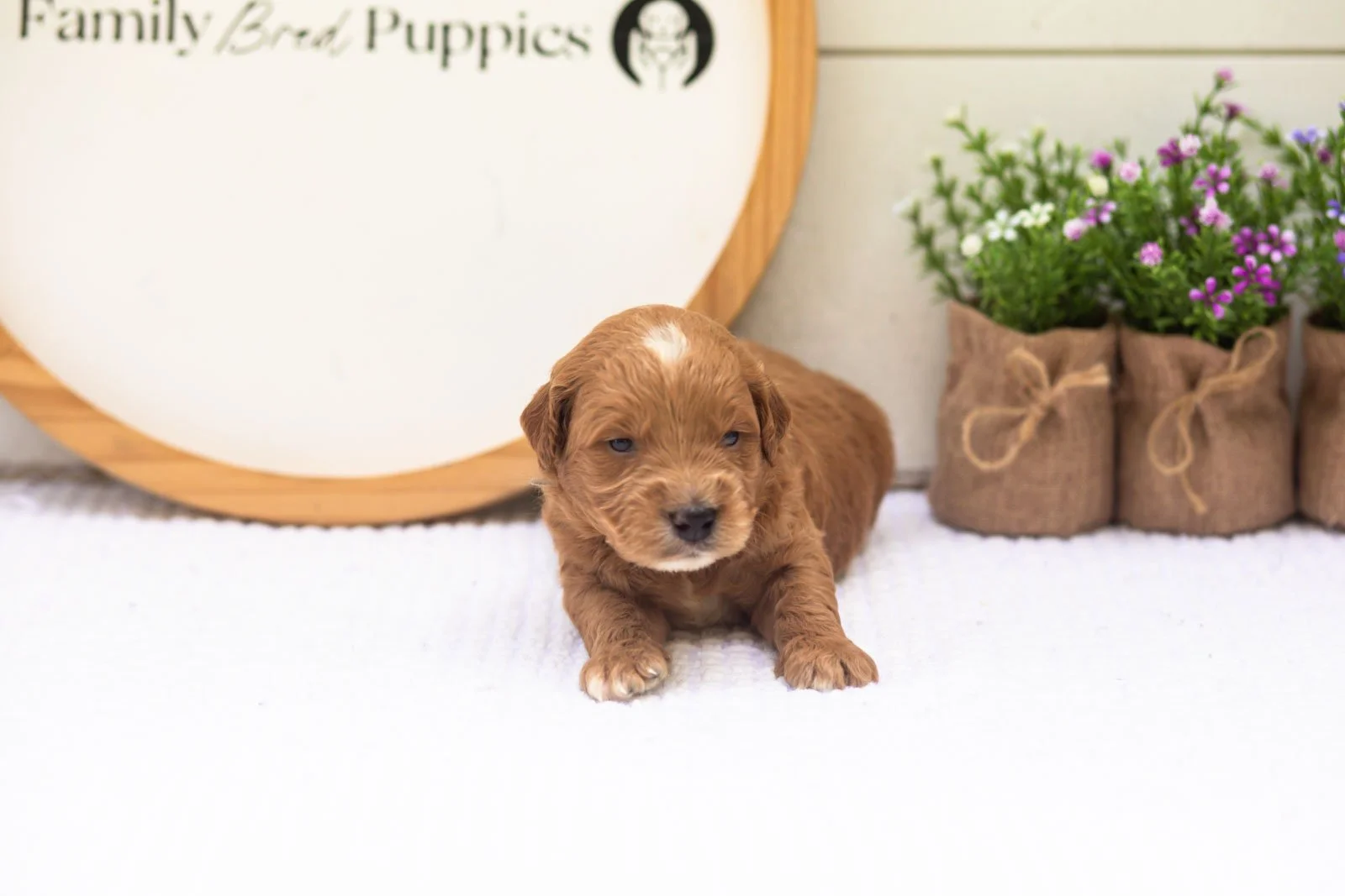 Aspen goldendoodle for sale.jpg