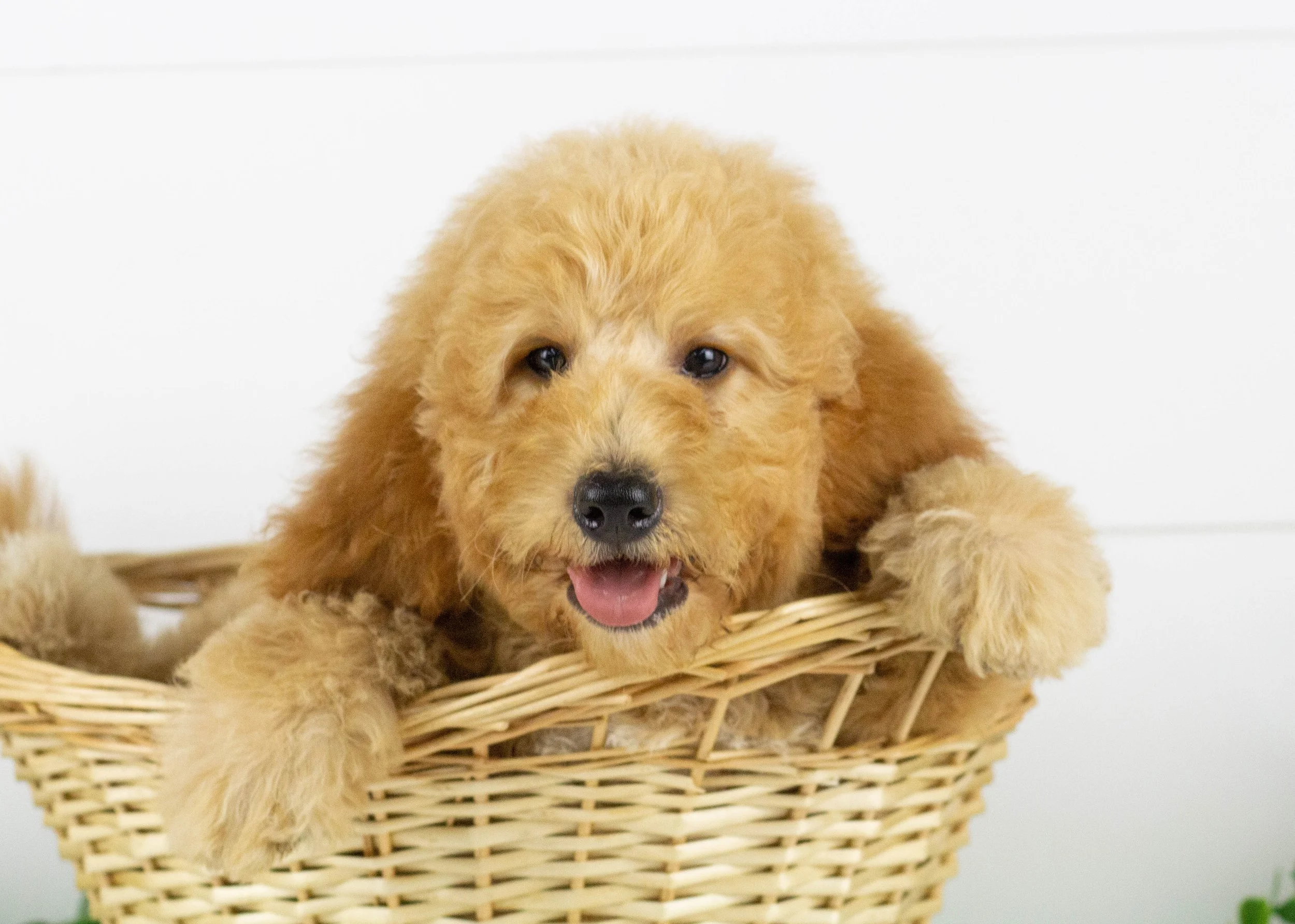 Dorito Goldendoodle for sale(1).jpg