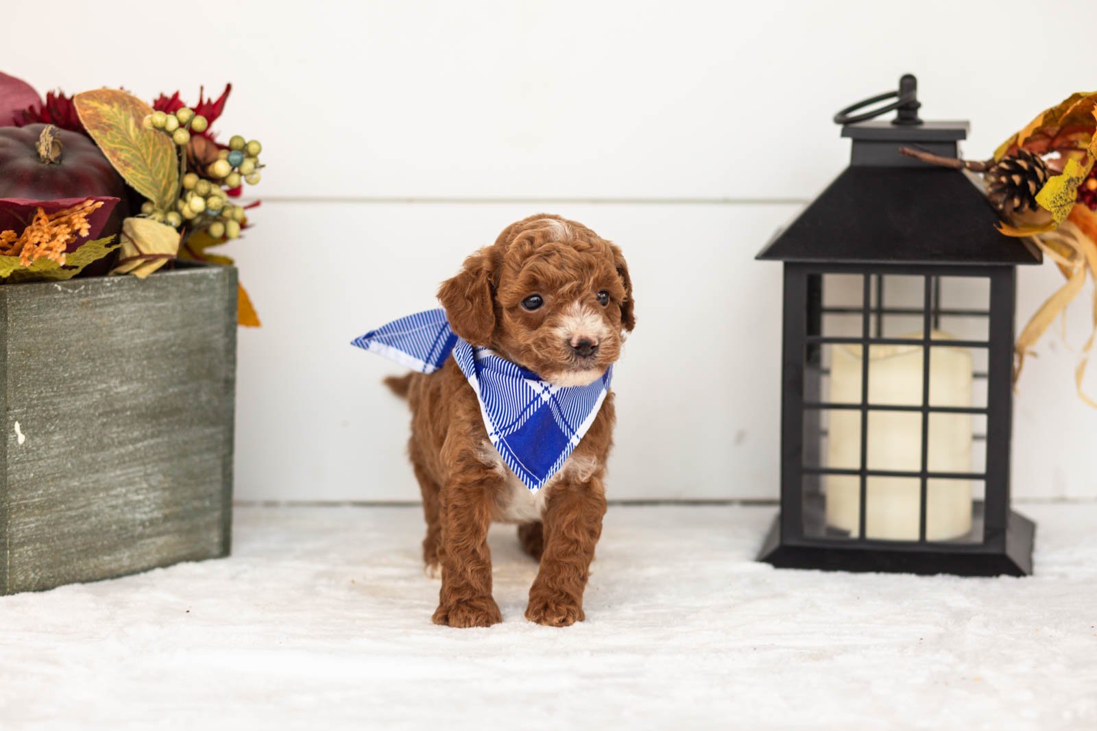 Secretariet goldendoodle for sale 3.jpg