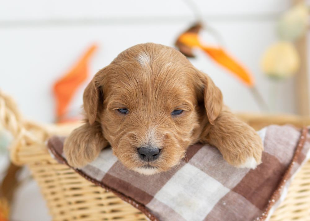 Birthday Cake goldendoodle for sale.jpg