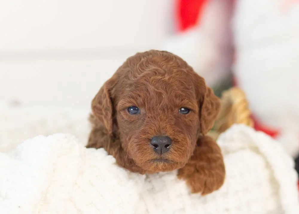 Santa goldendoodle for sale.jpg