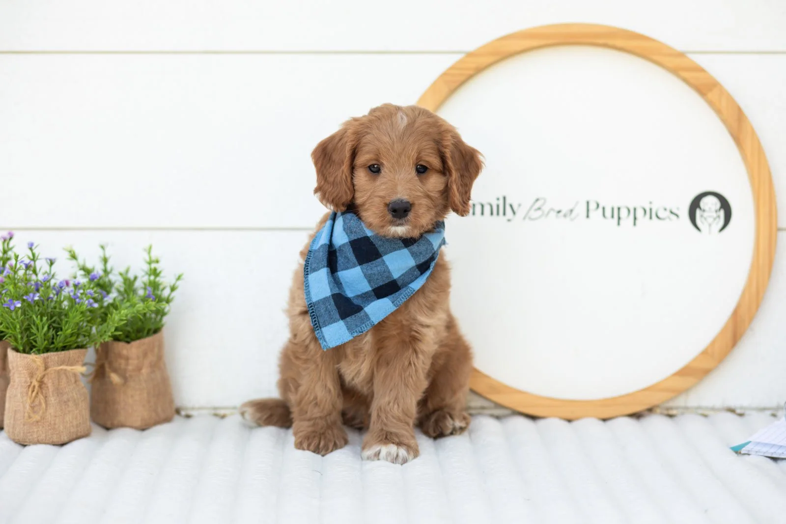 Munster goldendoodle for sale.jpg