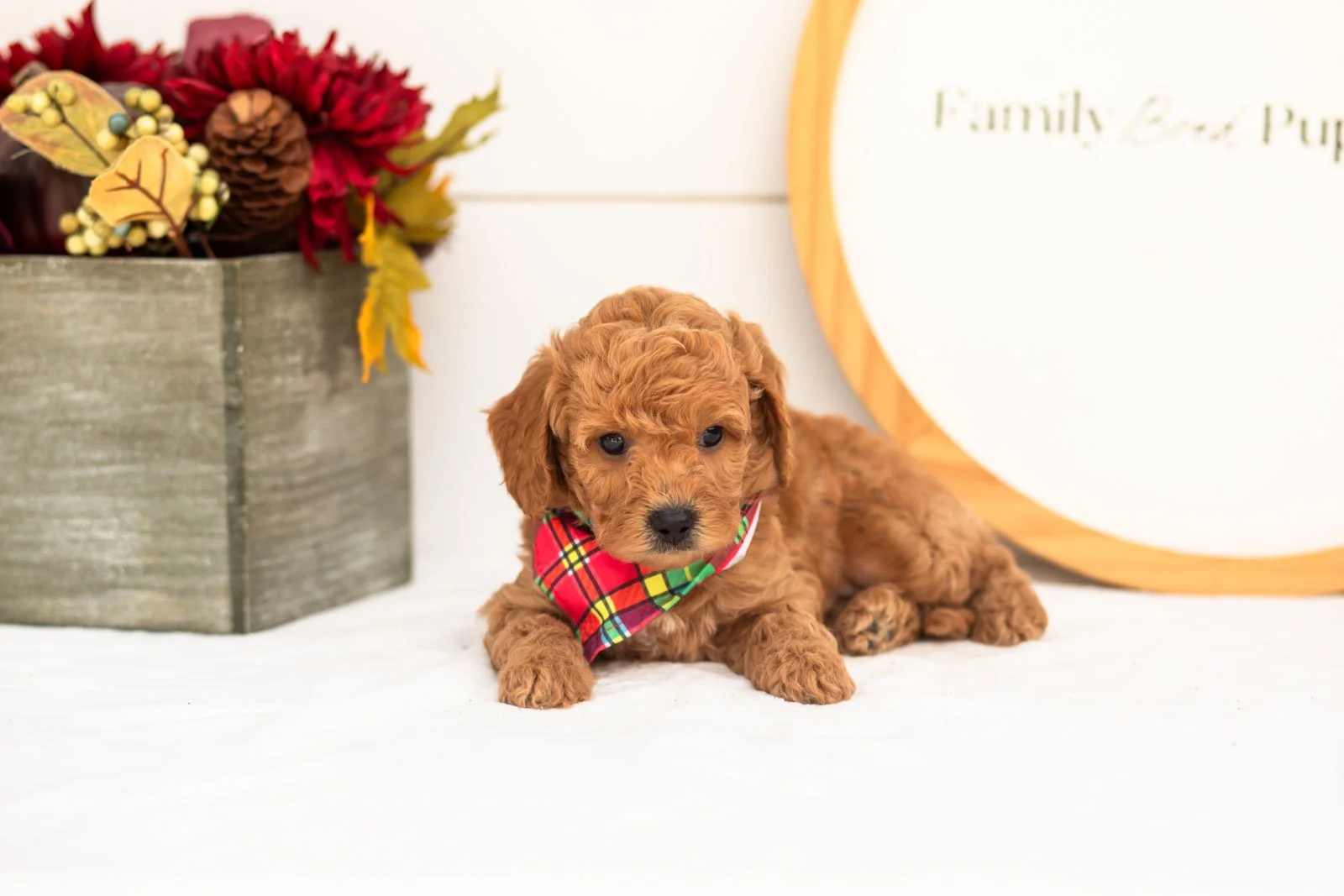 Cricket goldendoodle for sale.jpg