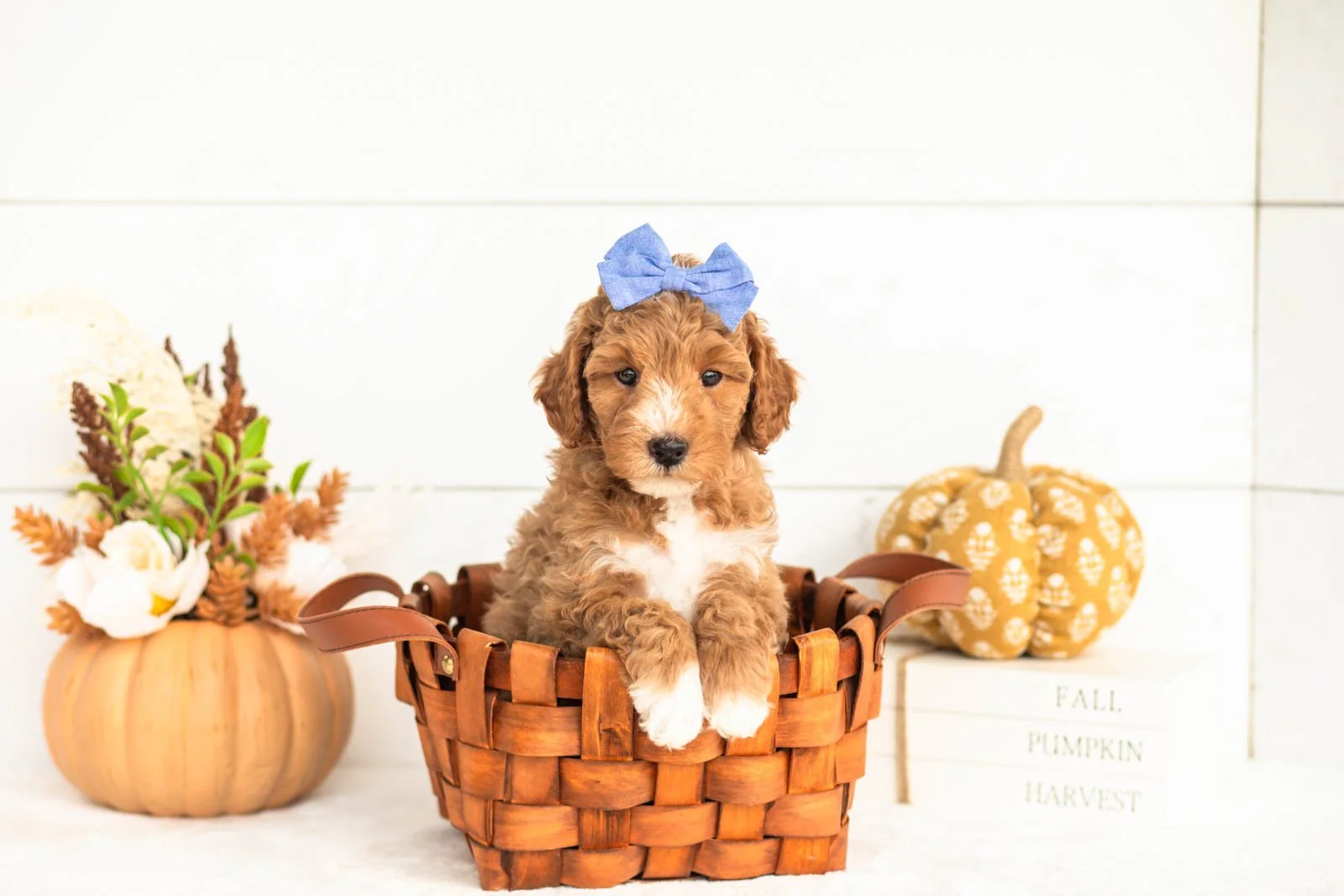 Jade goldendoodle for sale 1.jpg