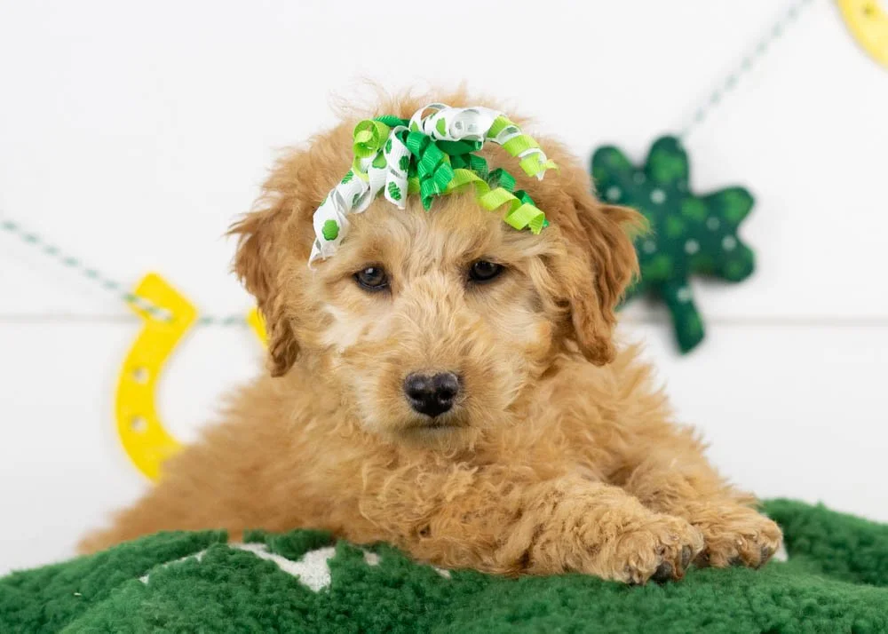 Georgia goldendoodle for sale(1).jpg