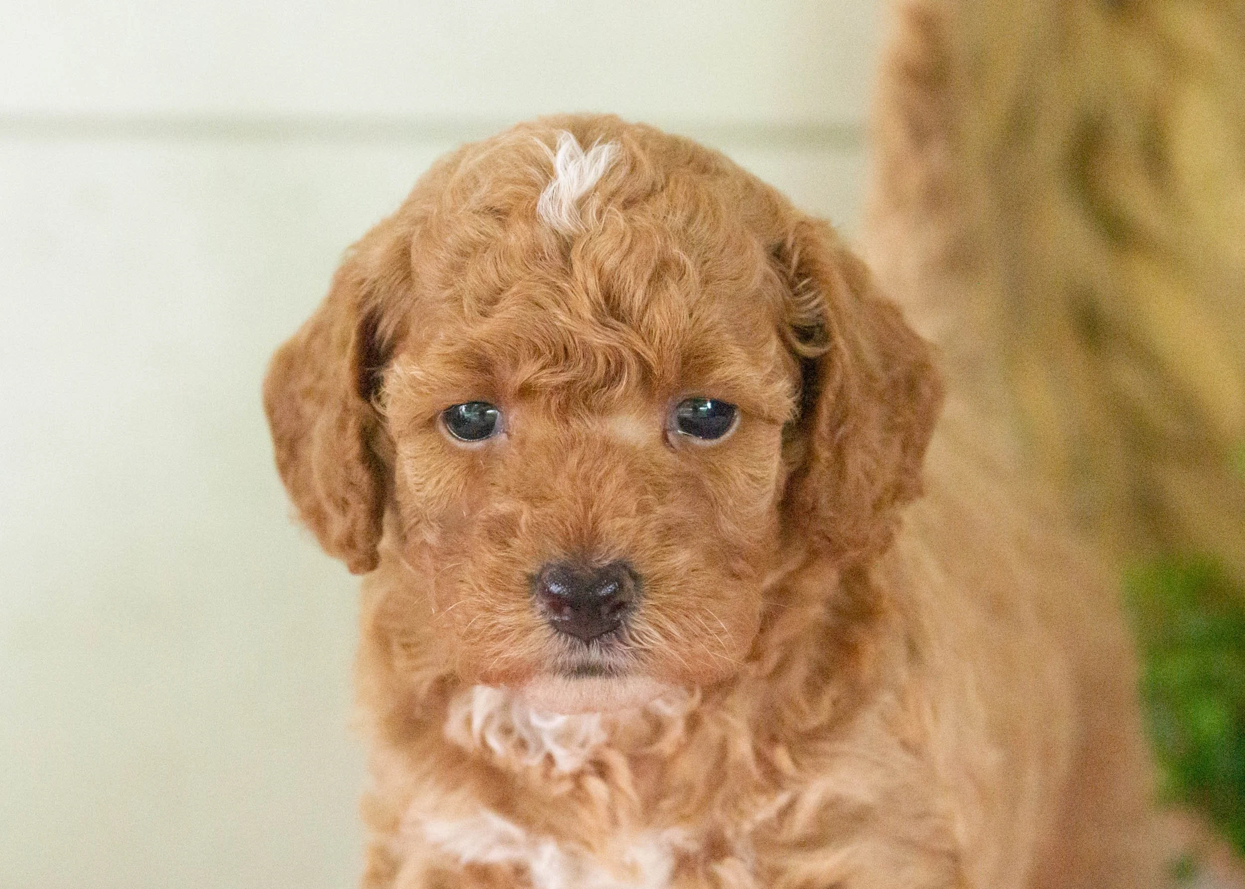Tara Goldendoodle For Sale(2).jpg