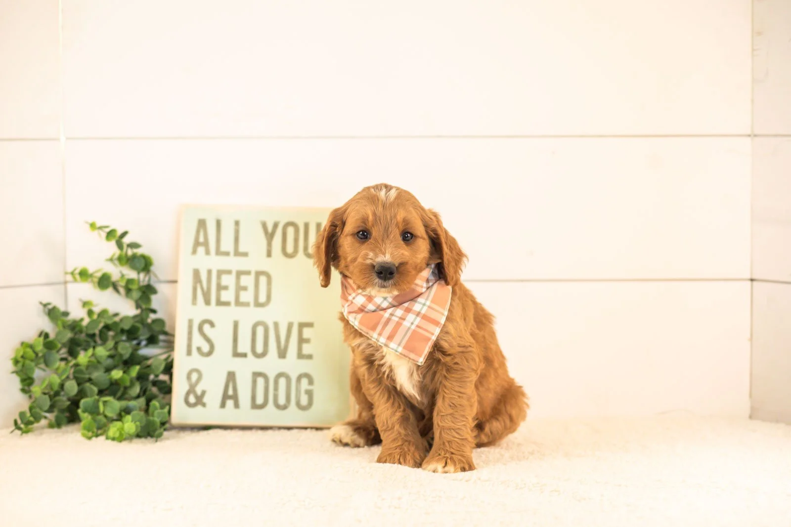 Otis goldendoodle for sale(1).jpg