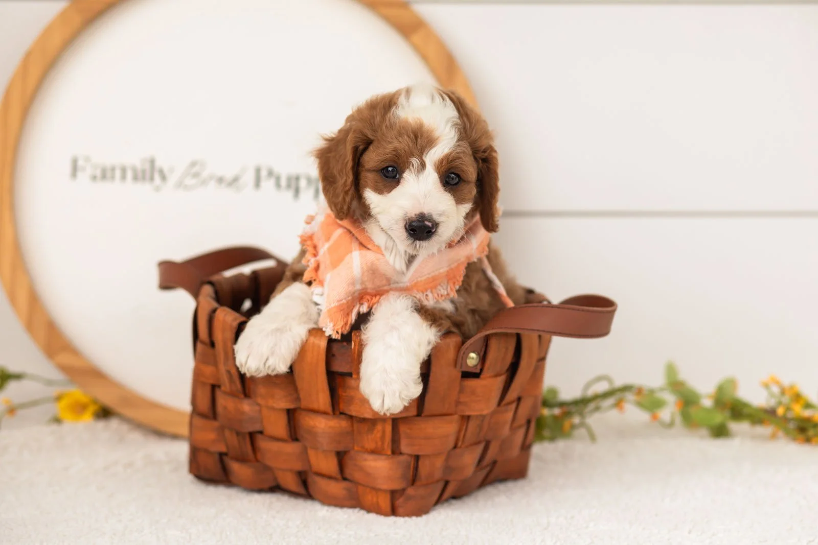 Rocket goldendoodle for sale(4).jpg