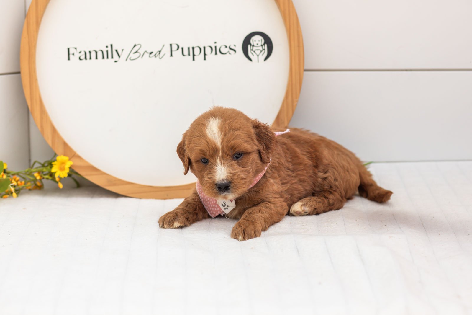 Oakley goldendoodle for sale(2).jpg