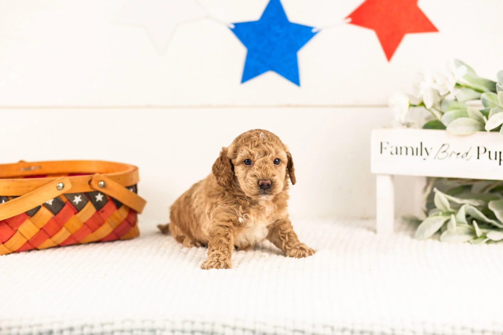 Benji goldendoodle for sale.jpg
