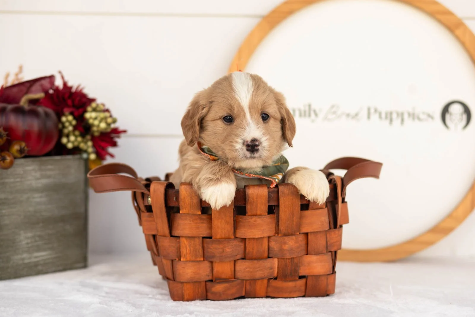 Rusty goldendoodle for sale.jpg