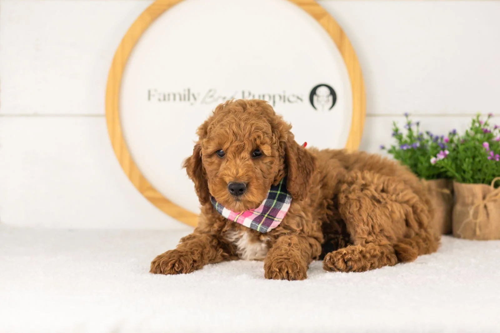 Glacier goldendoodle for sale.jpg