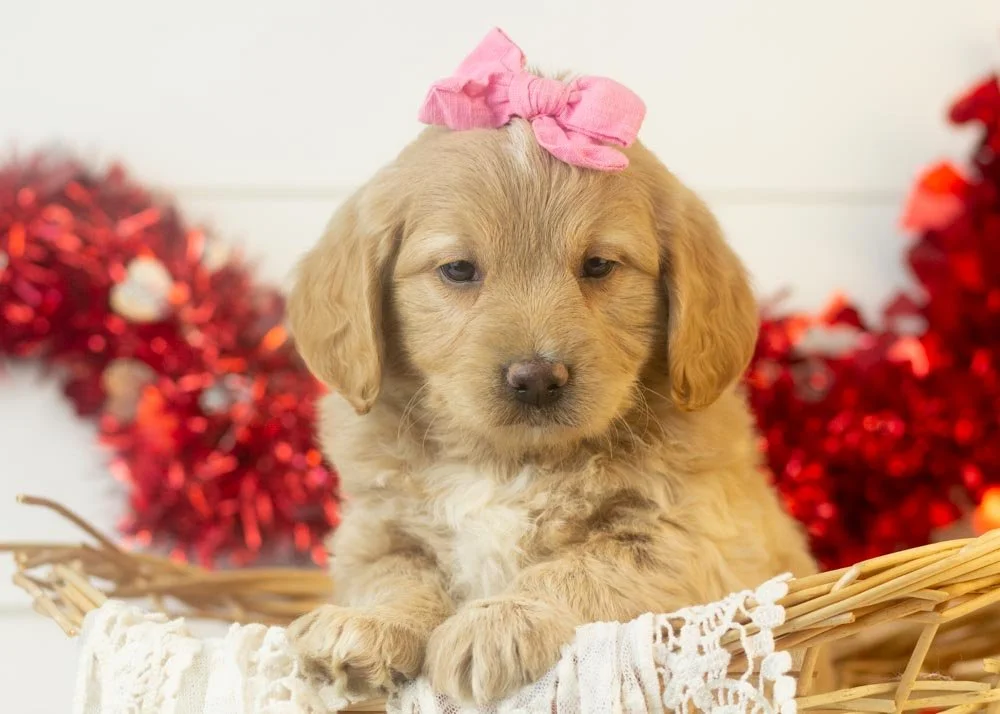 Sophie goldendoodle for sale(1).jpg
