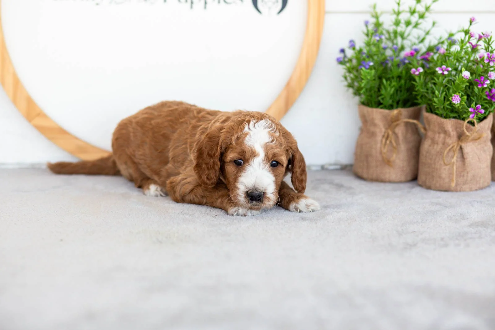 Peggy goldendoodle for sale(1).jpg