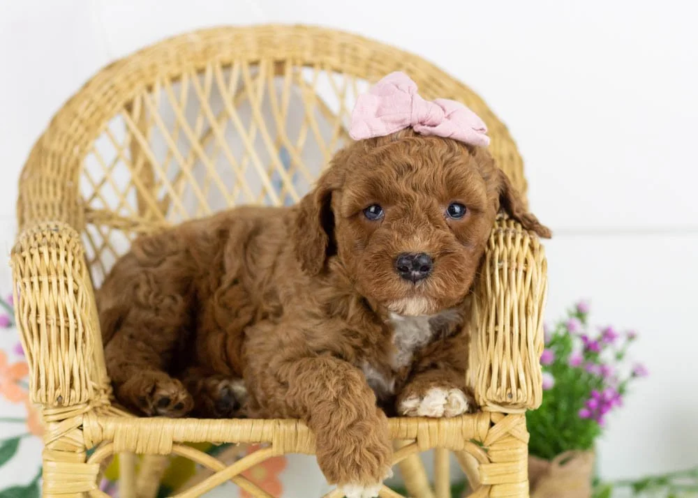 poppy goldendoodle for sale(2).jpg
