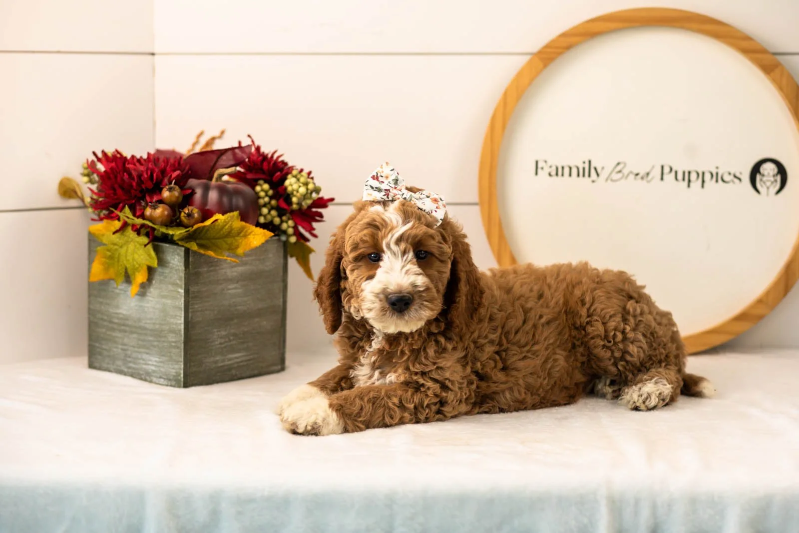 Lindsey goldendoodle for sale(4).jpg