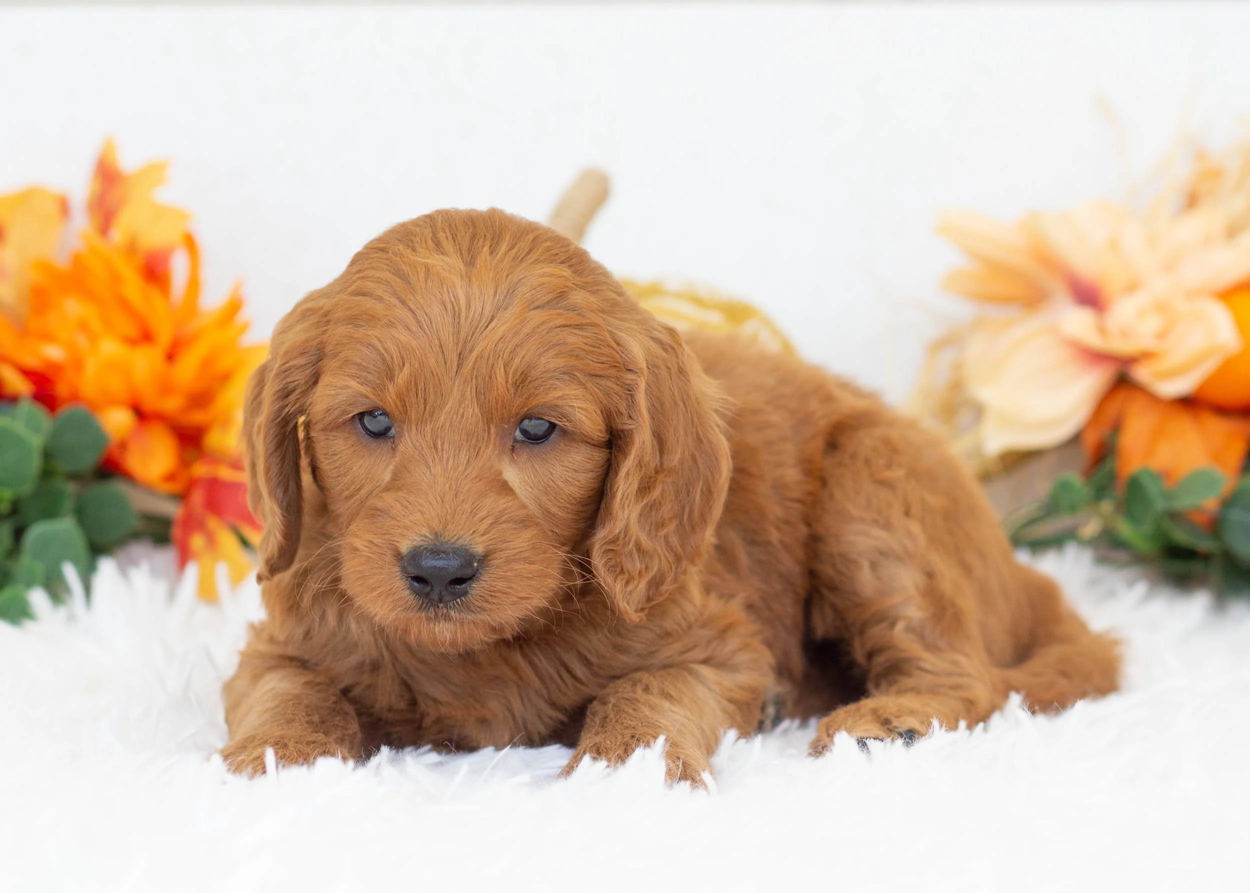 Putter goldendoodle for salejpg.jpg