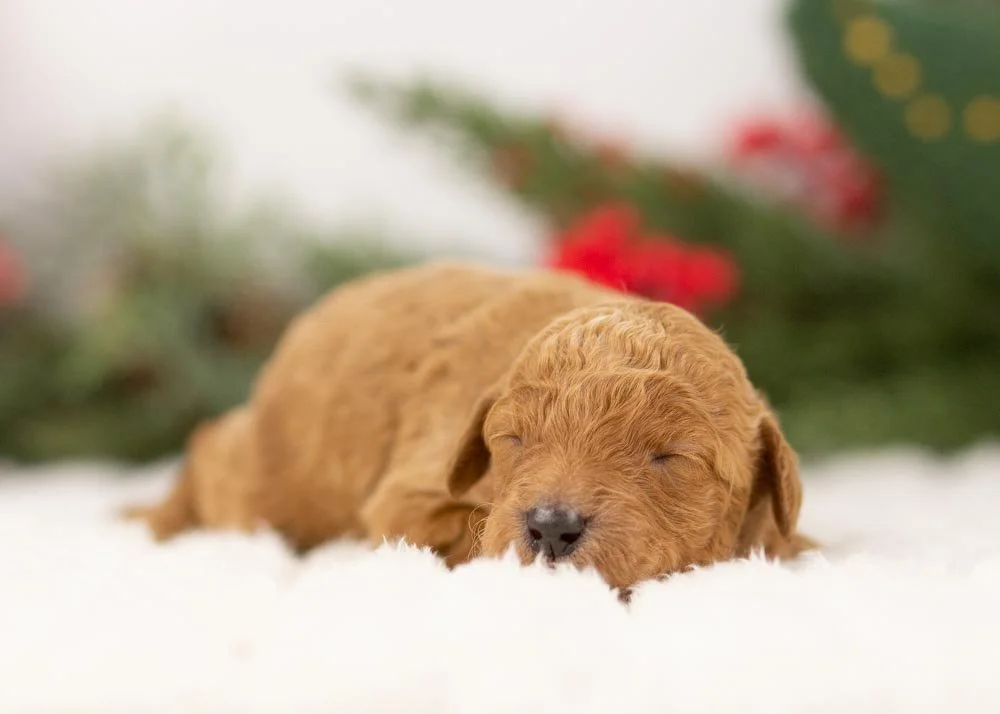 goldendoodle for sale