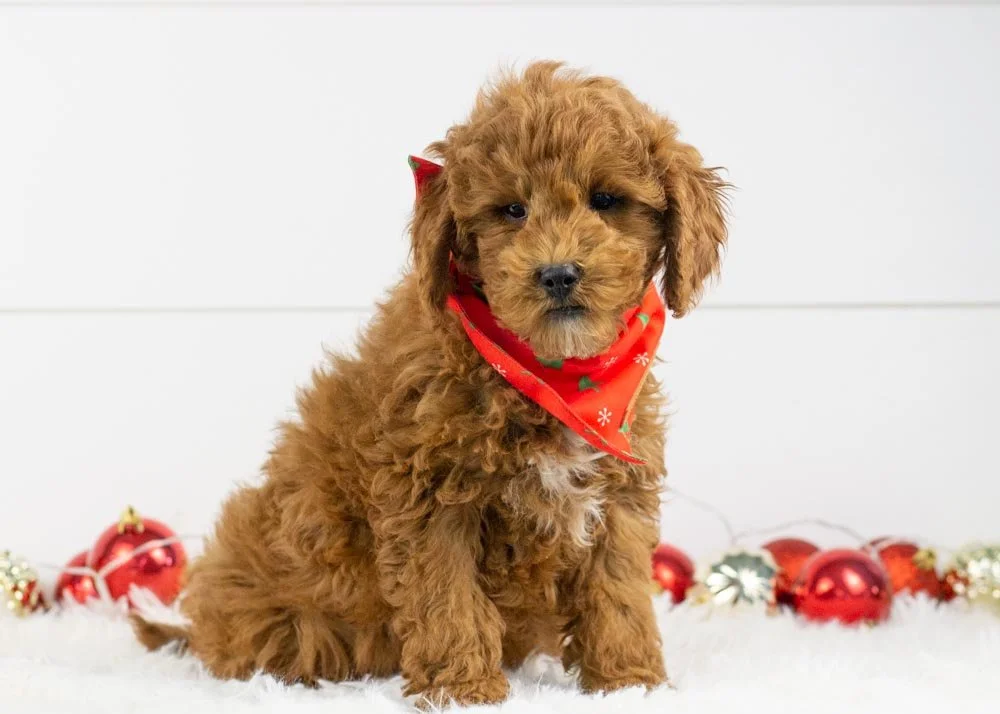 Palazzo Goldendoodle for sale(2).jpg