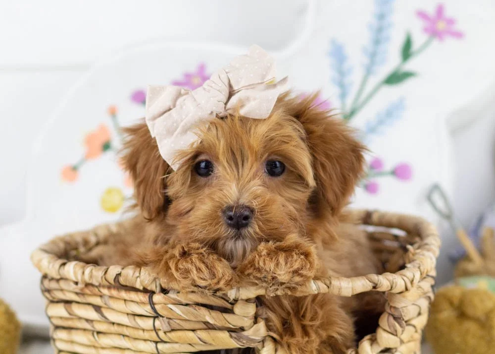 goldendoodle for sale