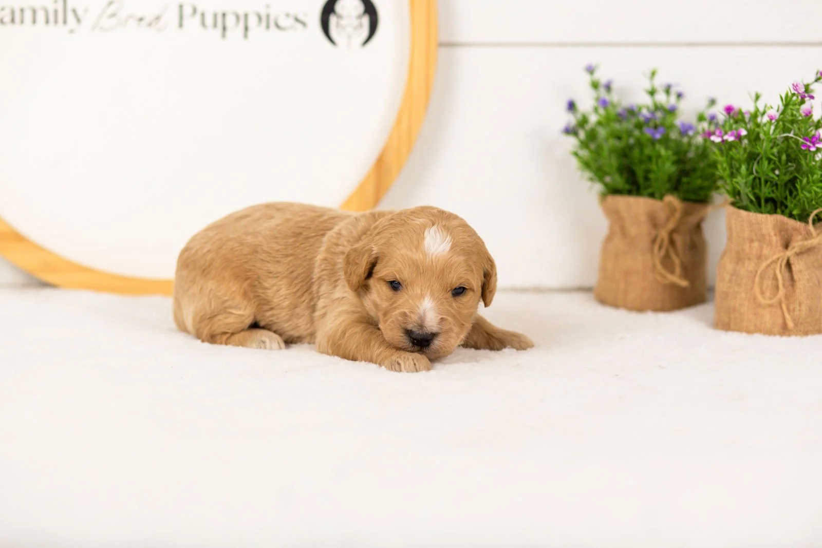 Sonny goldendoodle for sale.jpg