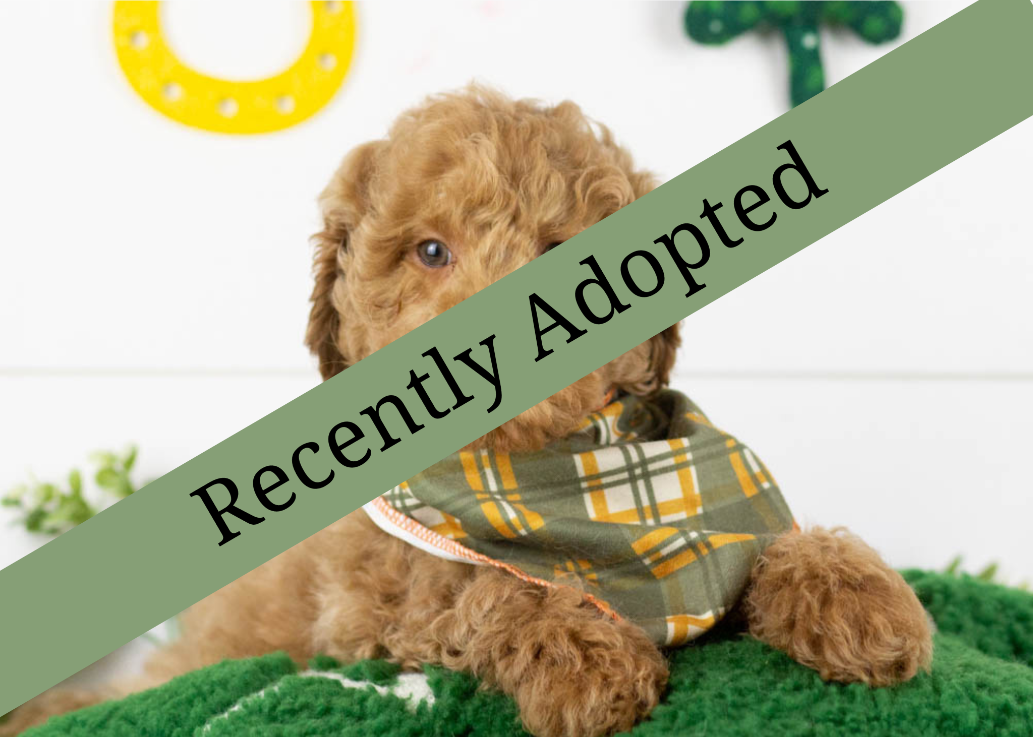 goldendoodle for sale