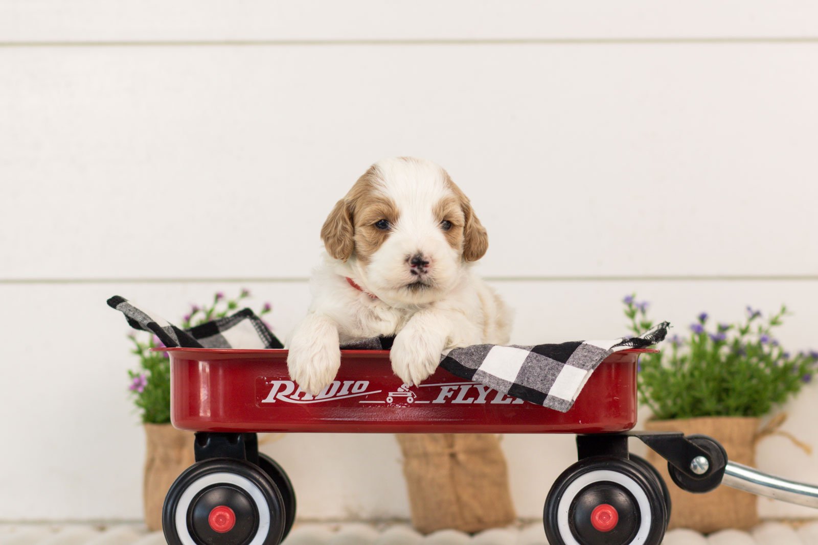 Dominic goldendoodle for sale(3).jpg
