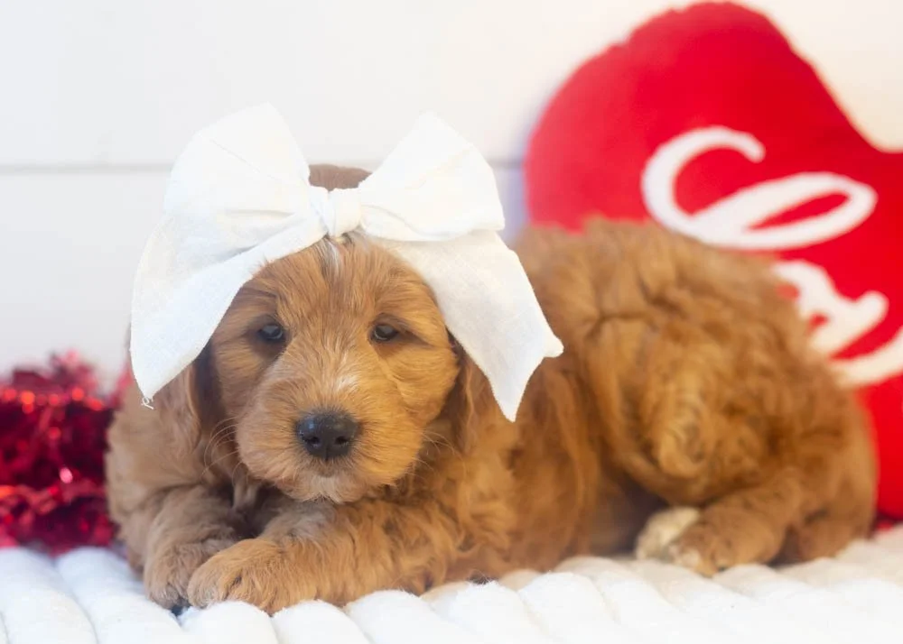 Meatball goldendoodle for sale(3).jpg