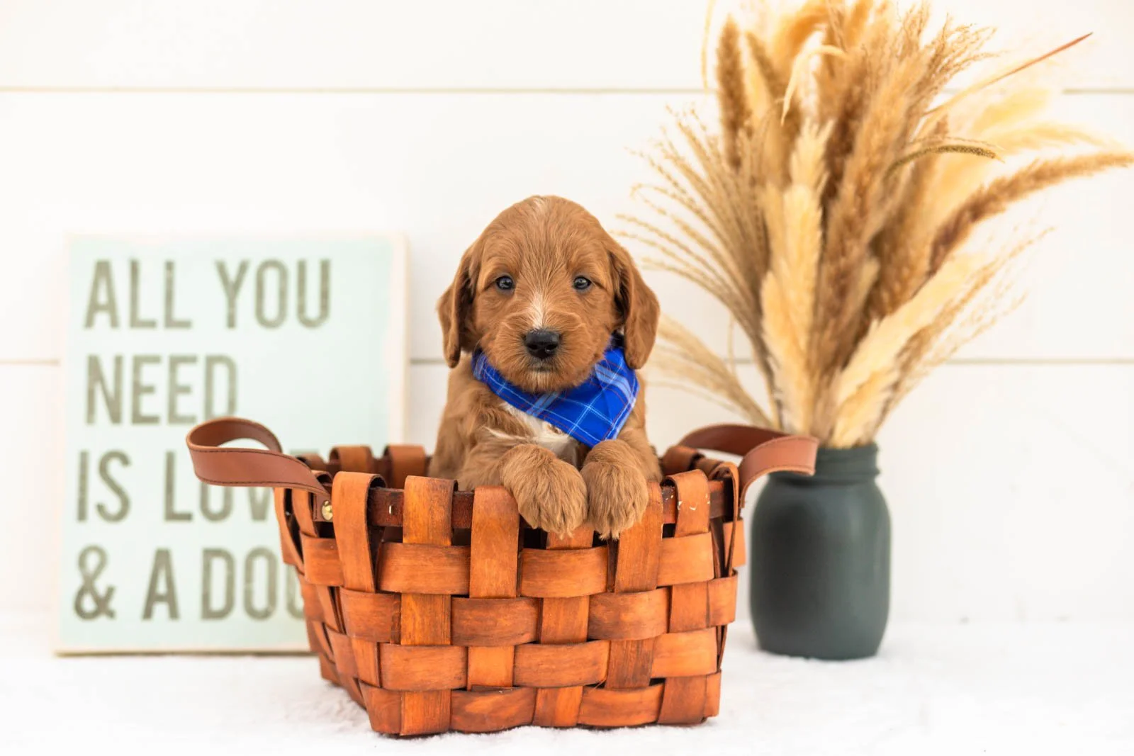 Chai goldendoodle for sale(4).jpg