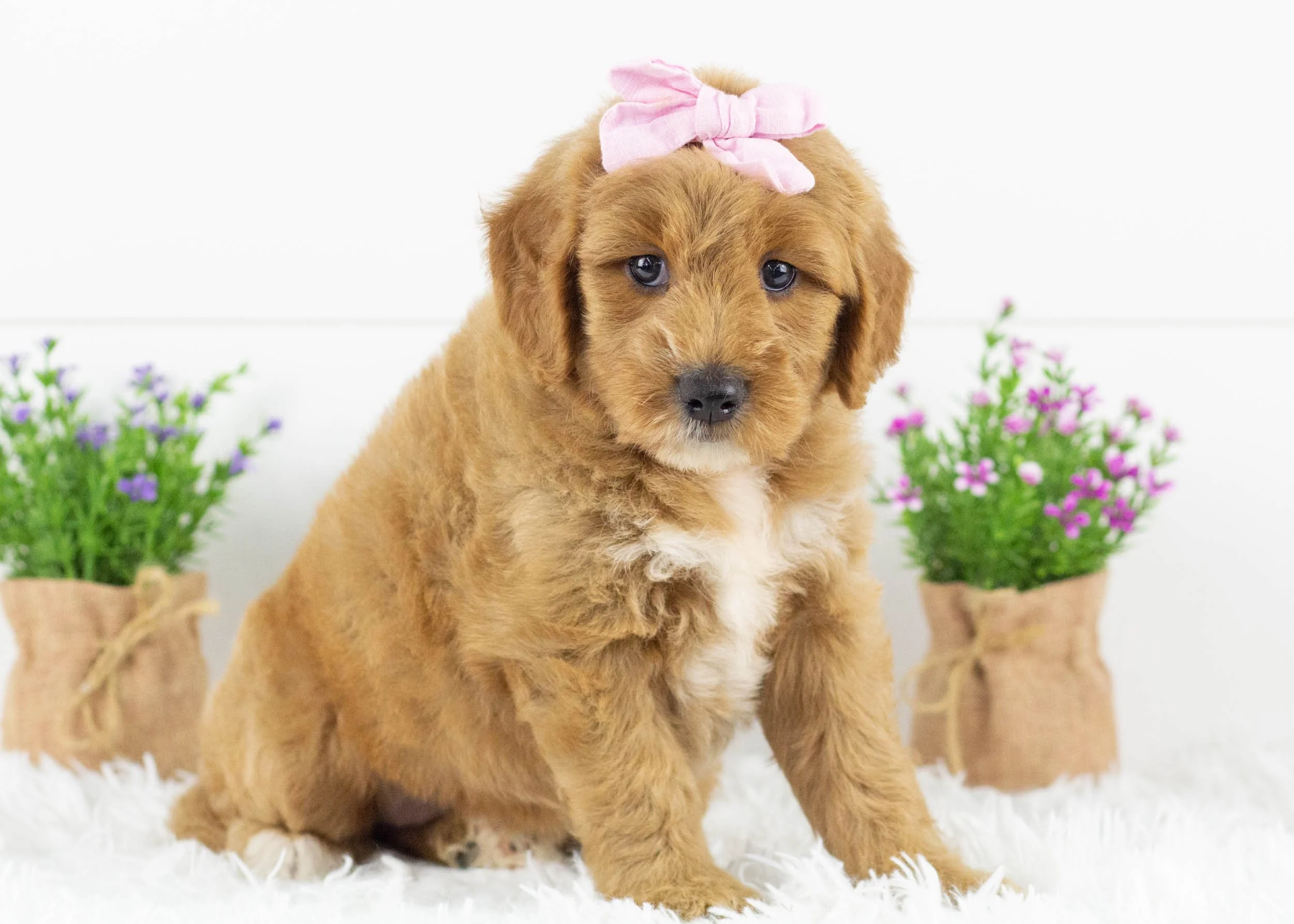 Sparrow goldendoodle for sale(2).jpg