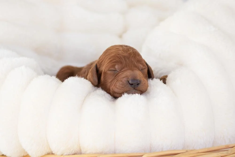 Colt goldendoodle for sale(1).jpg