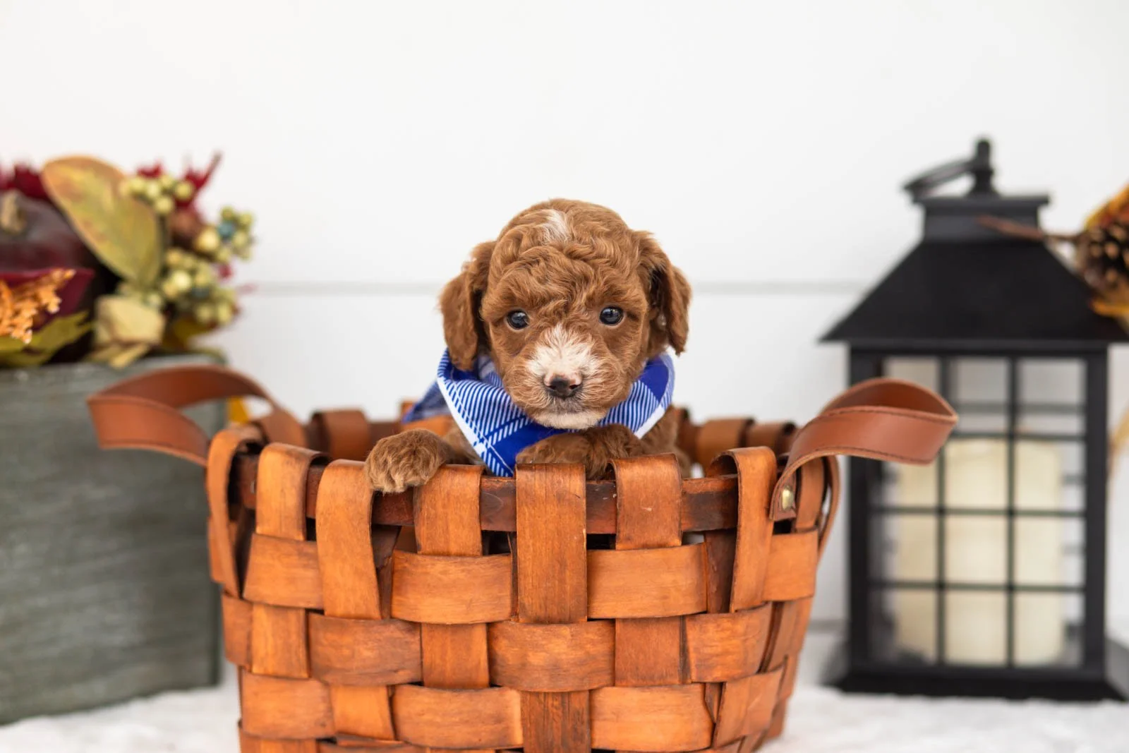 Secretariet goldendoodle for sale 1.jpg