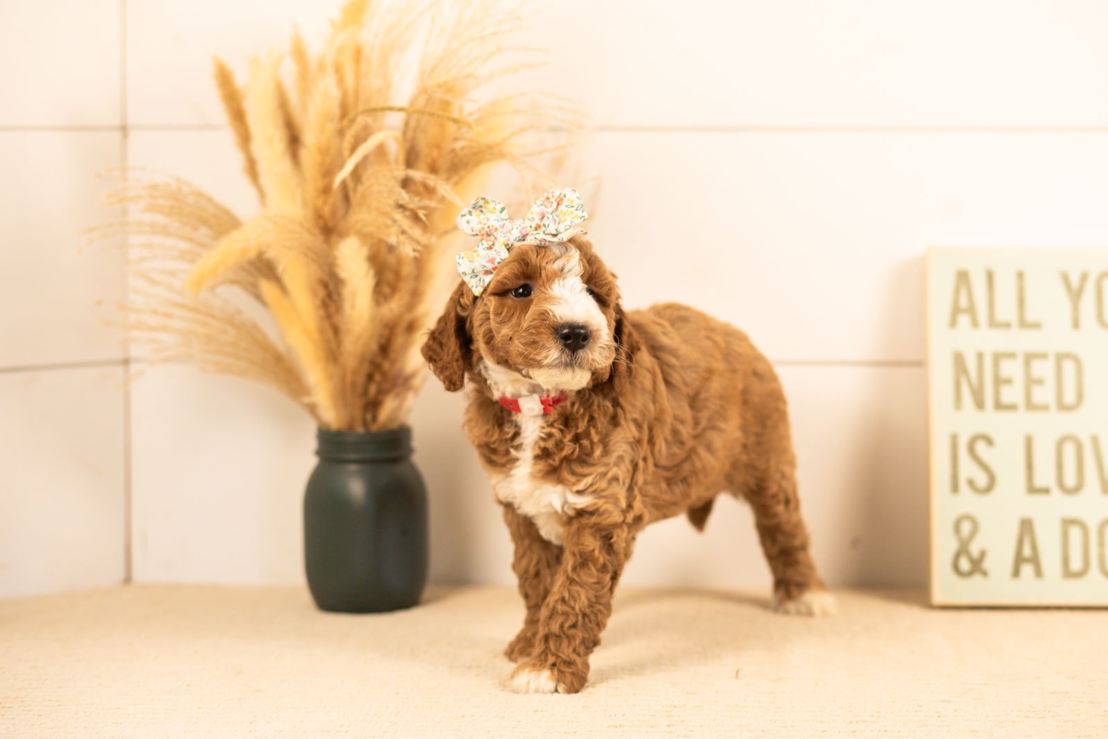 Lanie goldendoodle for sale(4).jpg