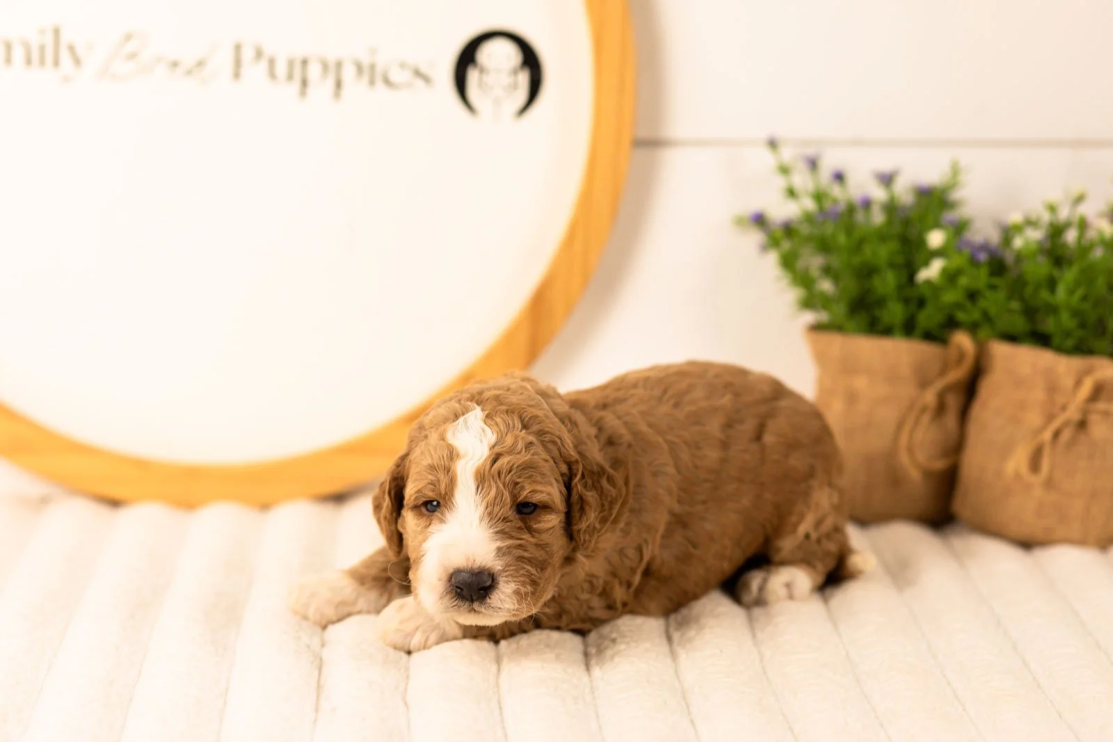 Lindsey goldendoodle for sale(2).jpg
