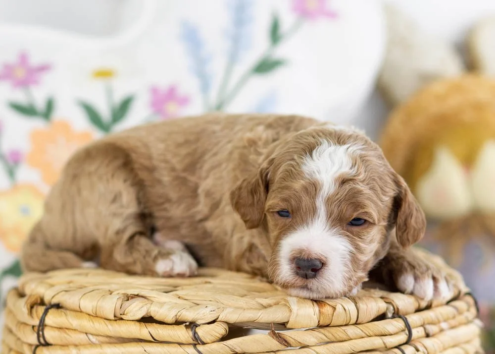 fudge goldendoodle for sale.jpg