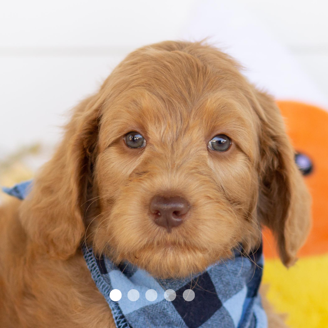 Copy of FBP Design.png