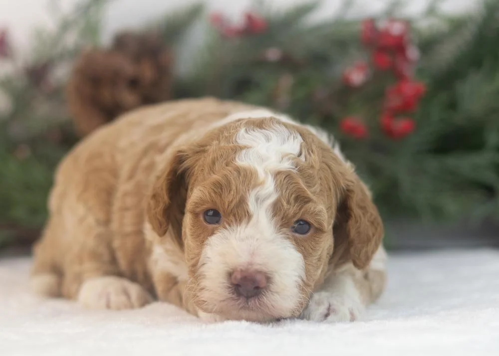 Yoshi goldendoodle for sale(2).jpg