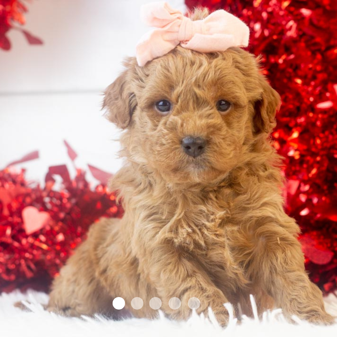 Copy of FBP Design.png