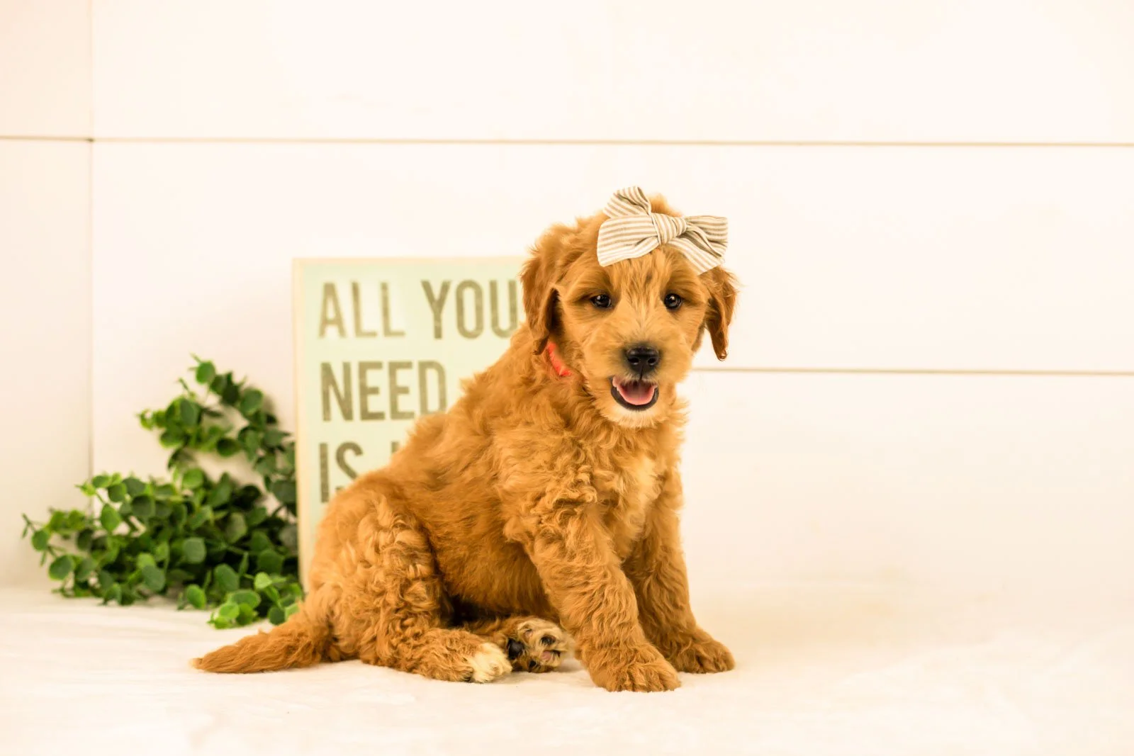willow goldendoodle for sale(1).jpg