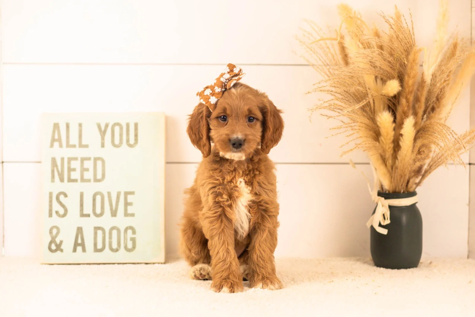 Ember goldendoodle for sale.jpg