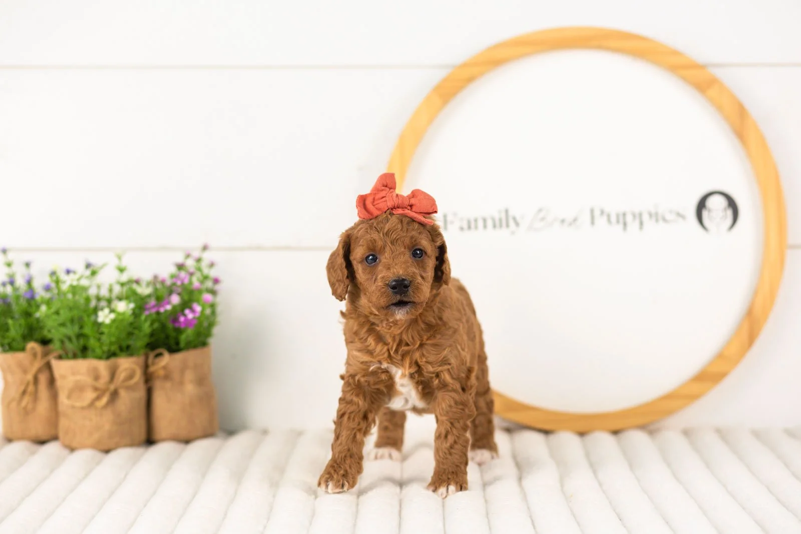 Lexy goldendoodle for sale.jpg