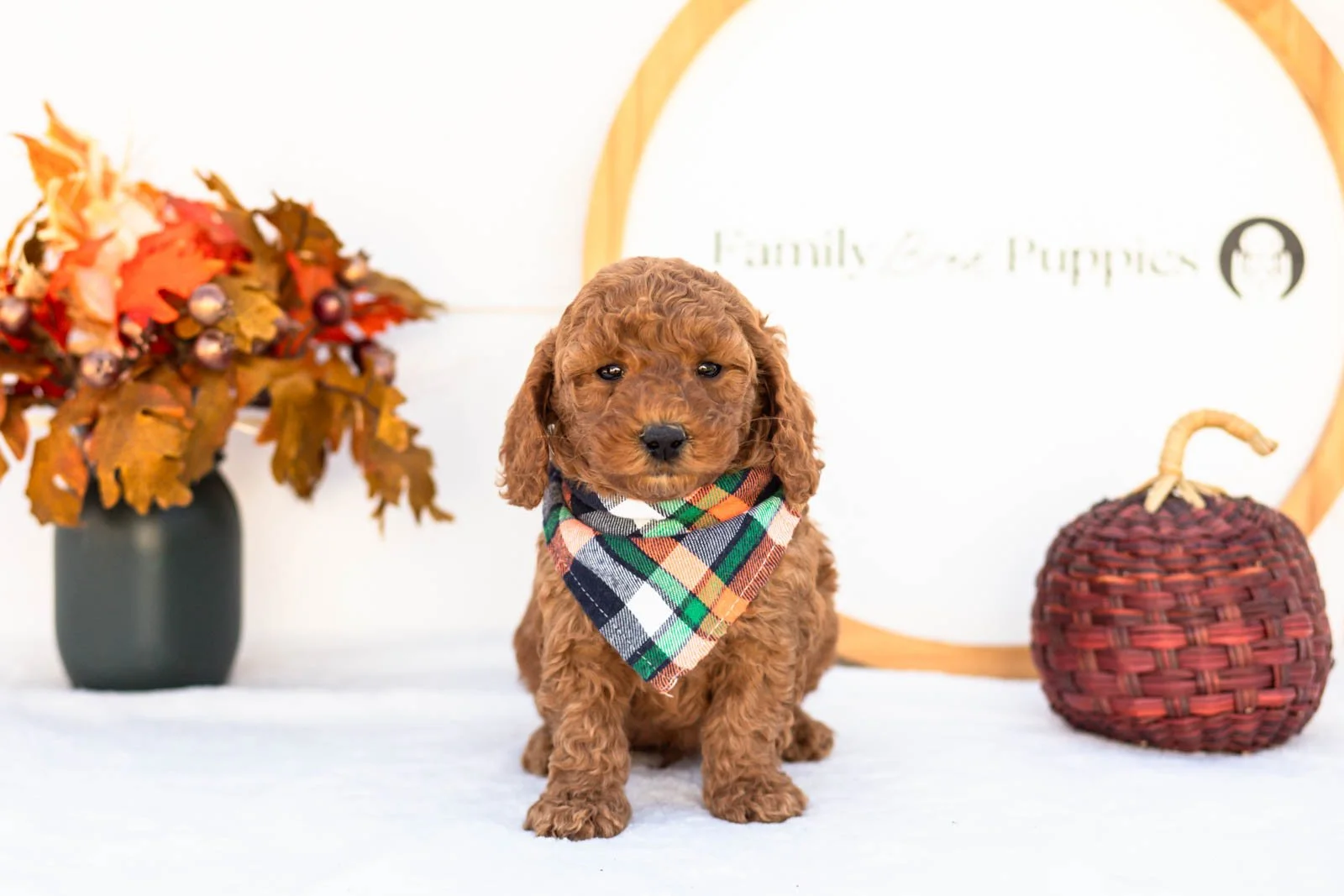 Elijah goldendoodle for sale 4.jpg
